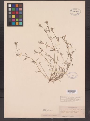Spergularia rubra