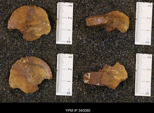 Haresiceras natronense