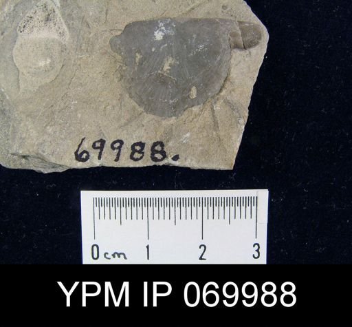 Strophomena planocorrugata