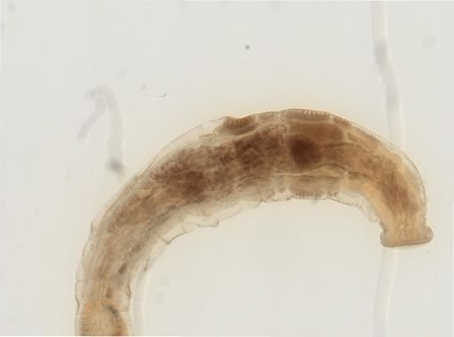 Cambarincola vitreus