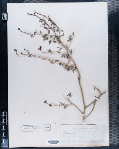 Parkinsonia