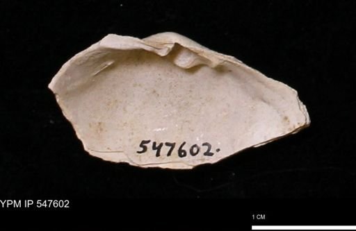 Mya arenaria