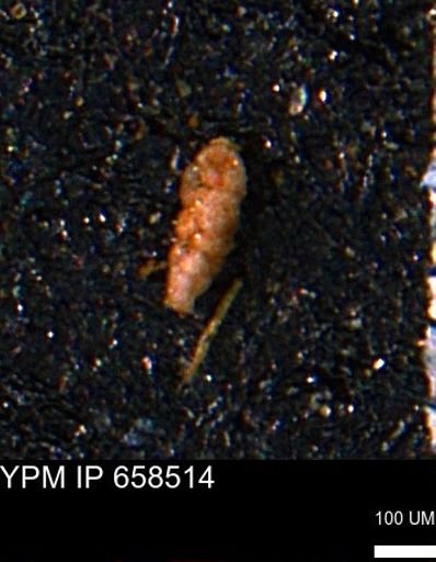 Verneuilinoides kansasensis