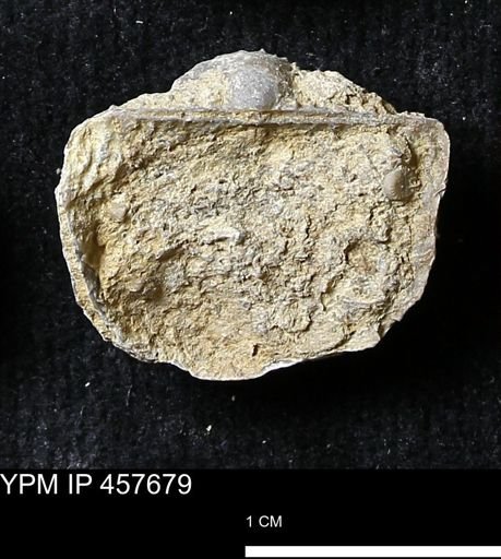 Helaspis sp.