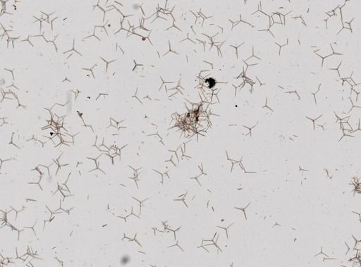 Clathrina coriacea