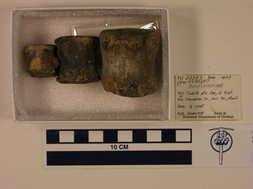 Hadrosauridae