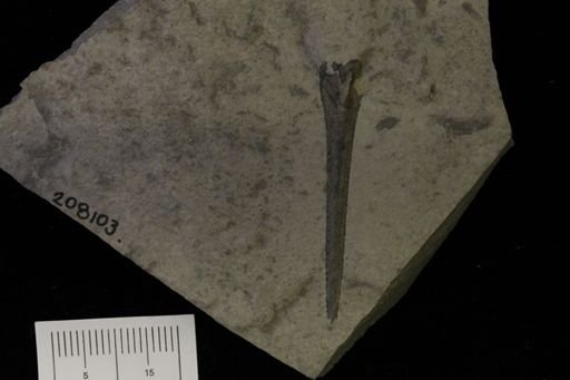 Eurypterus lacustris