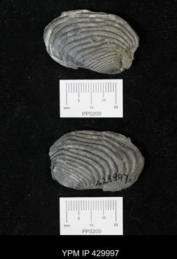 Grammysioidea arcuata