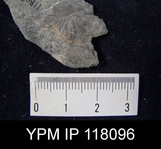Delthyris rugaecosta