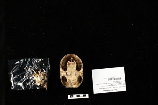 Sternotherus odoratus