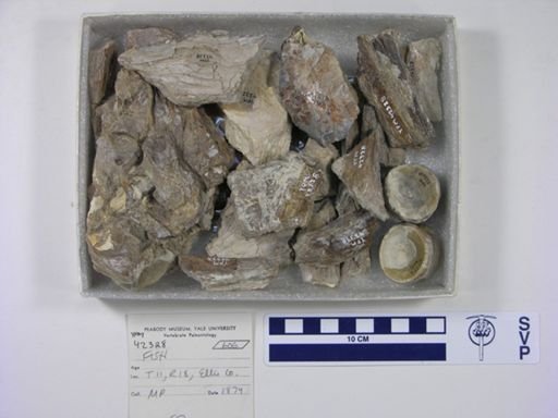 undet. Actinopterygii