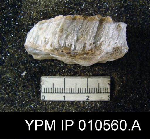 Productus indicus