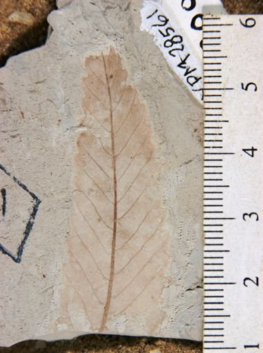 Zelkova drymeja
