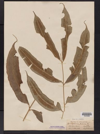 Coniogramme