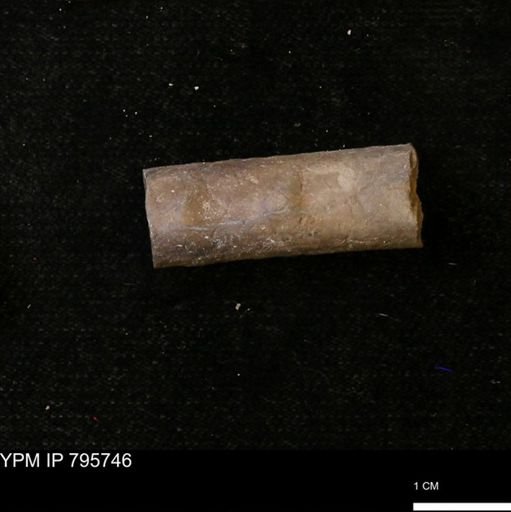 Baculites sp.
