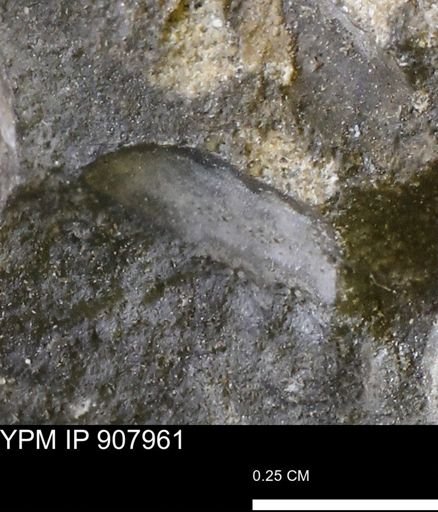 undet. Bivalvia