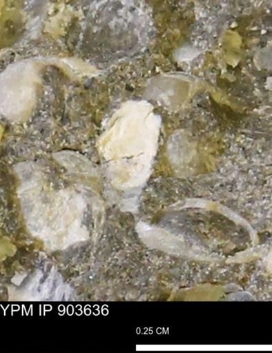 undet. Bivalvia