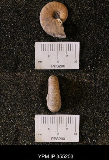 Scaphites