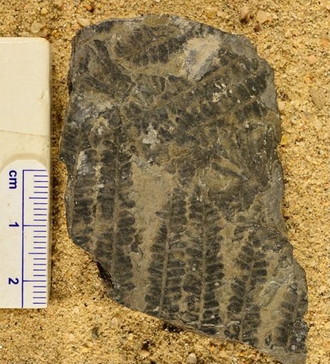 Pecopteris sp.