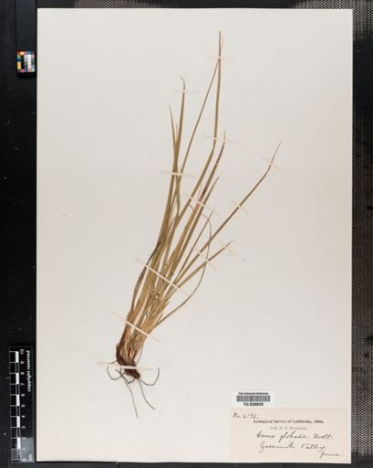 Carex