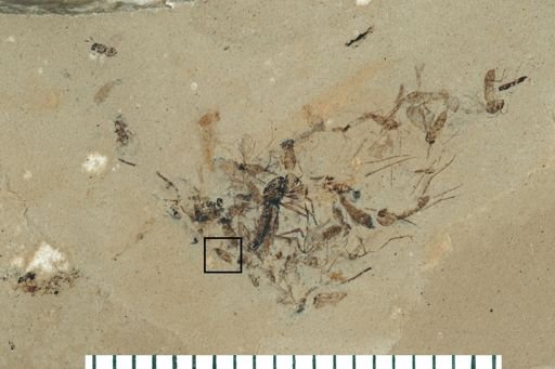 Diptera