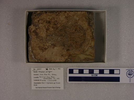 Astephus antiquus