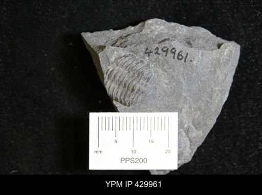 Eldredgeops rana