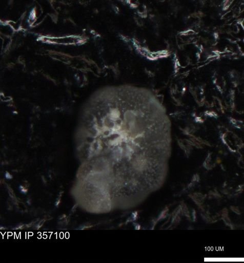 undet. Foraminiferida