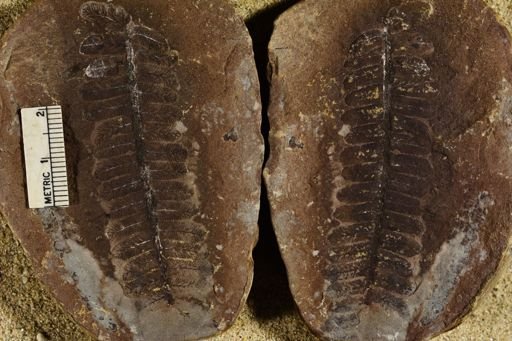 Pecopteris