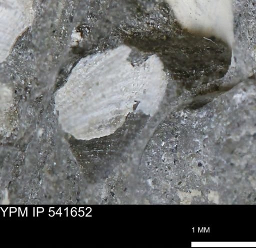 Limopsis striatopunctatus