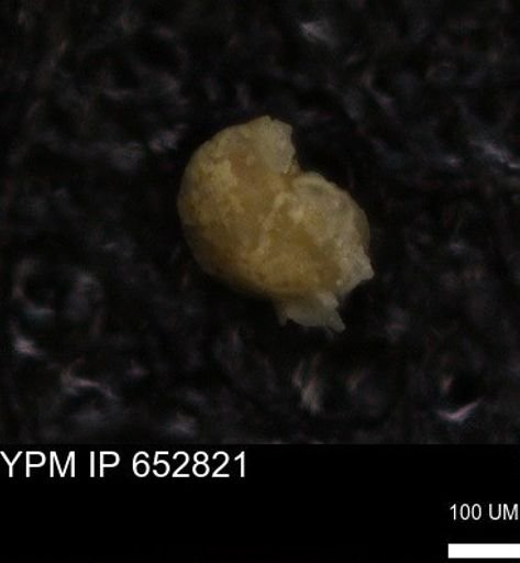 undet. Foraminiferida