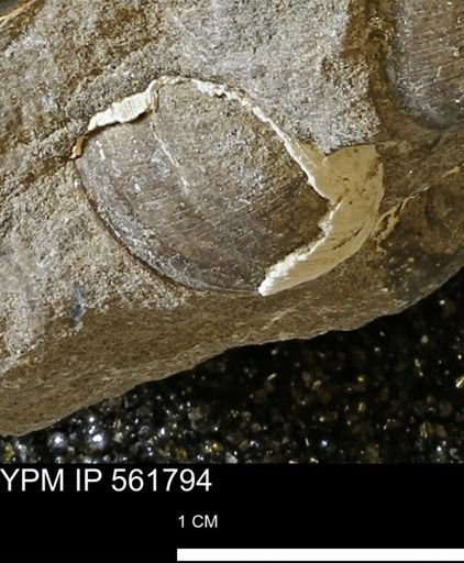 Limopsis sp.