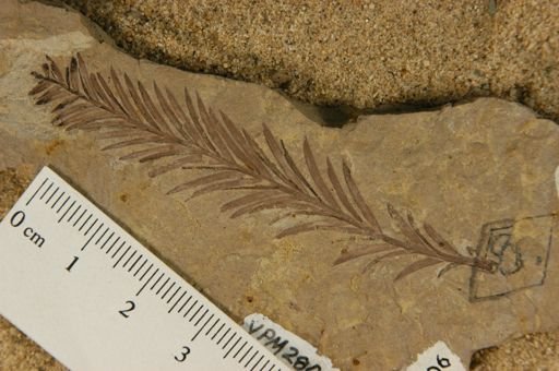 Sequoia affinis