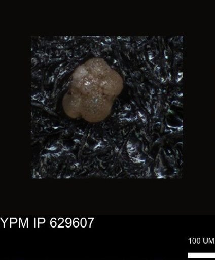 undet. Foraminiferida