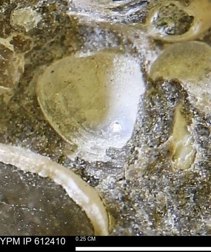 Protocardia subquadrata