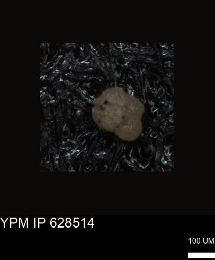 undet. Foraminiferida