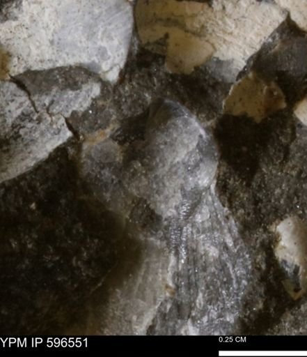 undet. Mollusca