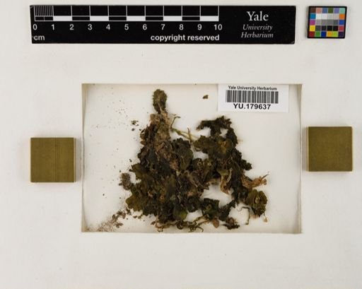 Plantae