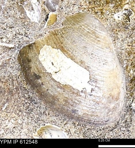 Limopsis striatopunctatus