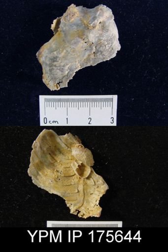 Leptodus sp.
