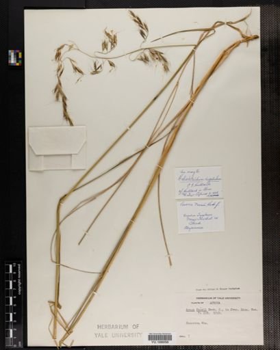 Plantae