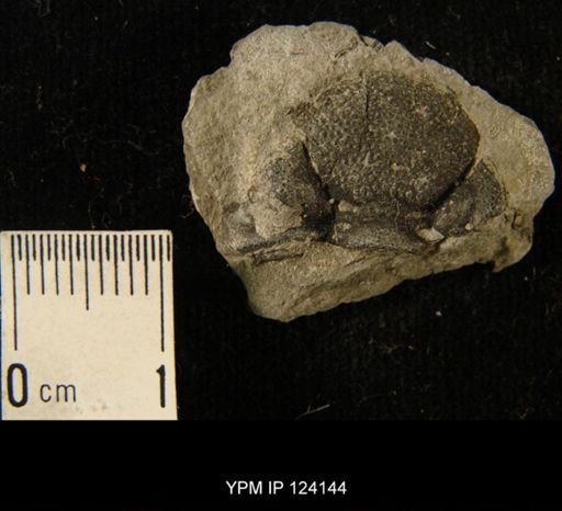 Phacops rana