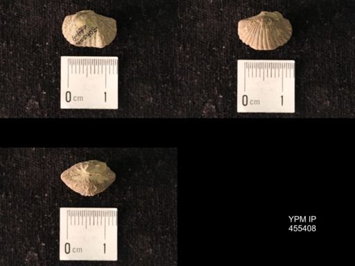 Platystrophia morrowensis