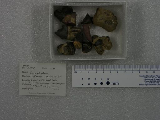 Coryphodon sp.