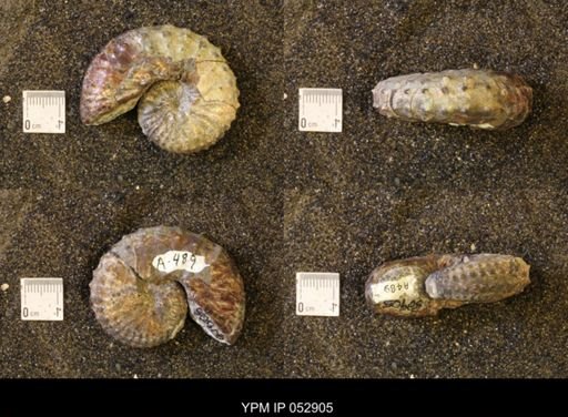 Discoscaphites gulosus