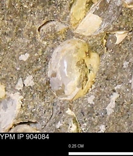 Corbulamella sp.