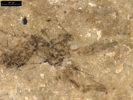 taxon undetermined
