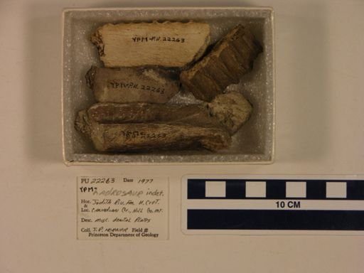 Hadrosauridae
