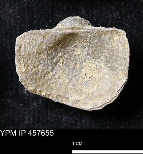 Helaspis sp.