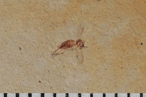 undet. Mycetophilidae